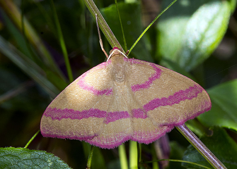 Rhodostrophia calabra, Geometridae